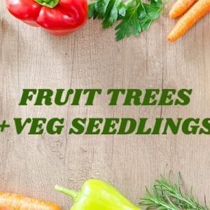Fruit Trees + Veg Seedlings